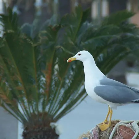 호텔 Fiorenza & Banksia Meuble