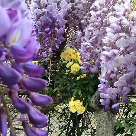Fiorenza & Banksia Meuble 2* Alassio