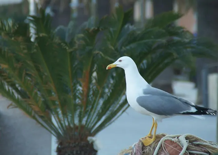 호텔 Fiorenza & Banksia Meuble