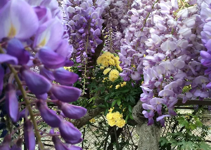 Fiorenza & Banksia Meuble 2* 알라시오